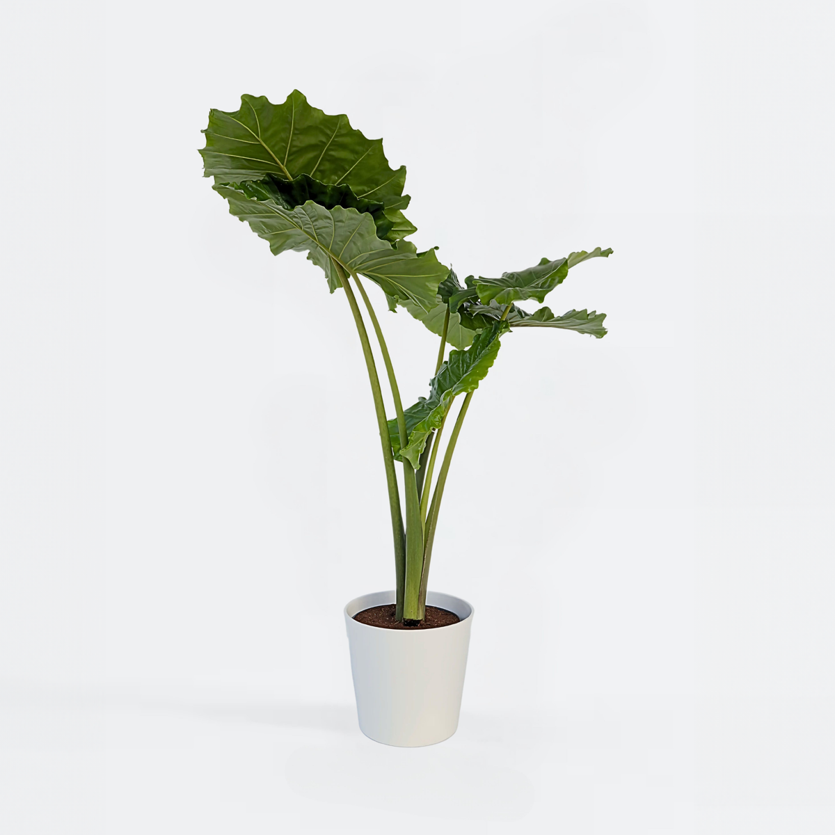 Alocasia 'Portodora' - Olifantsoor