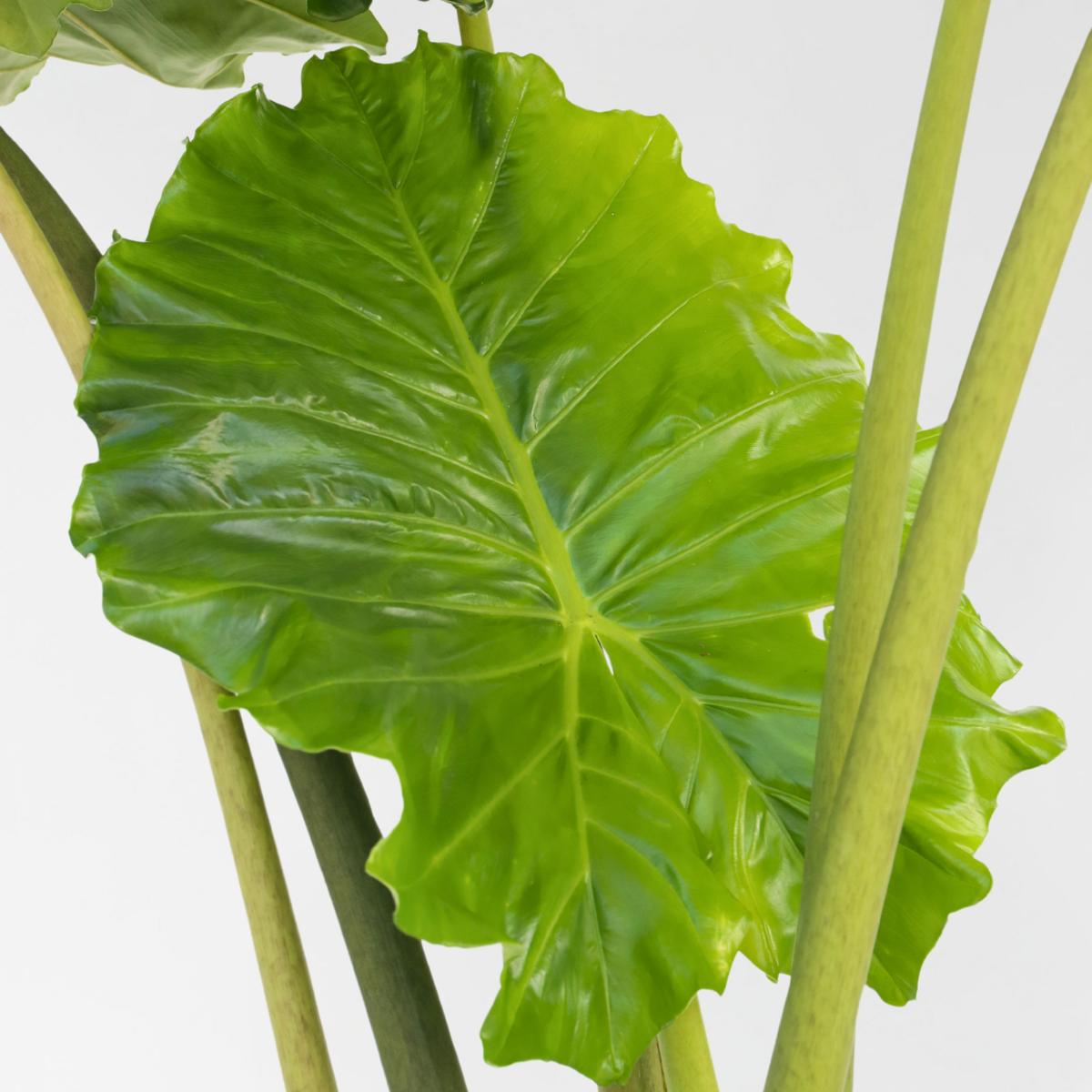 Alocasia 'Portodora'  - Olifantsoor