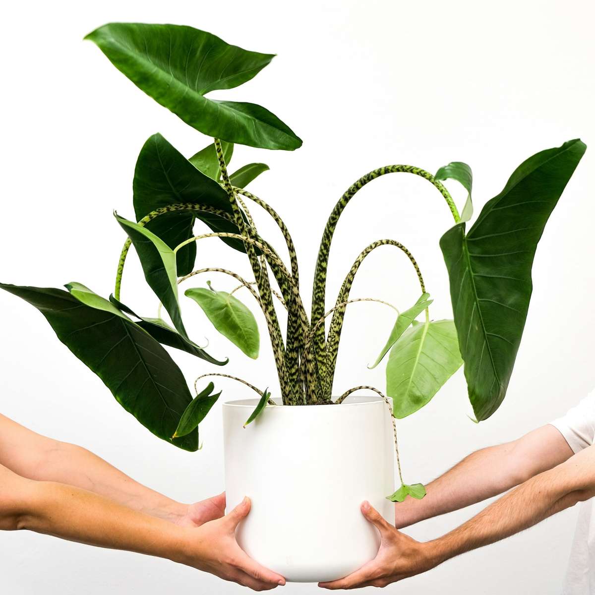 Alocasia 'Zebrina'  - Olifantsoor