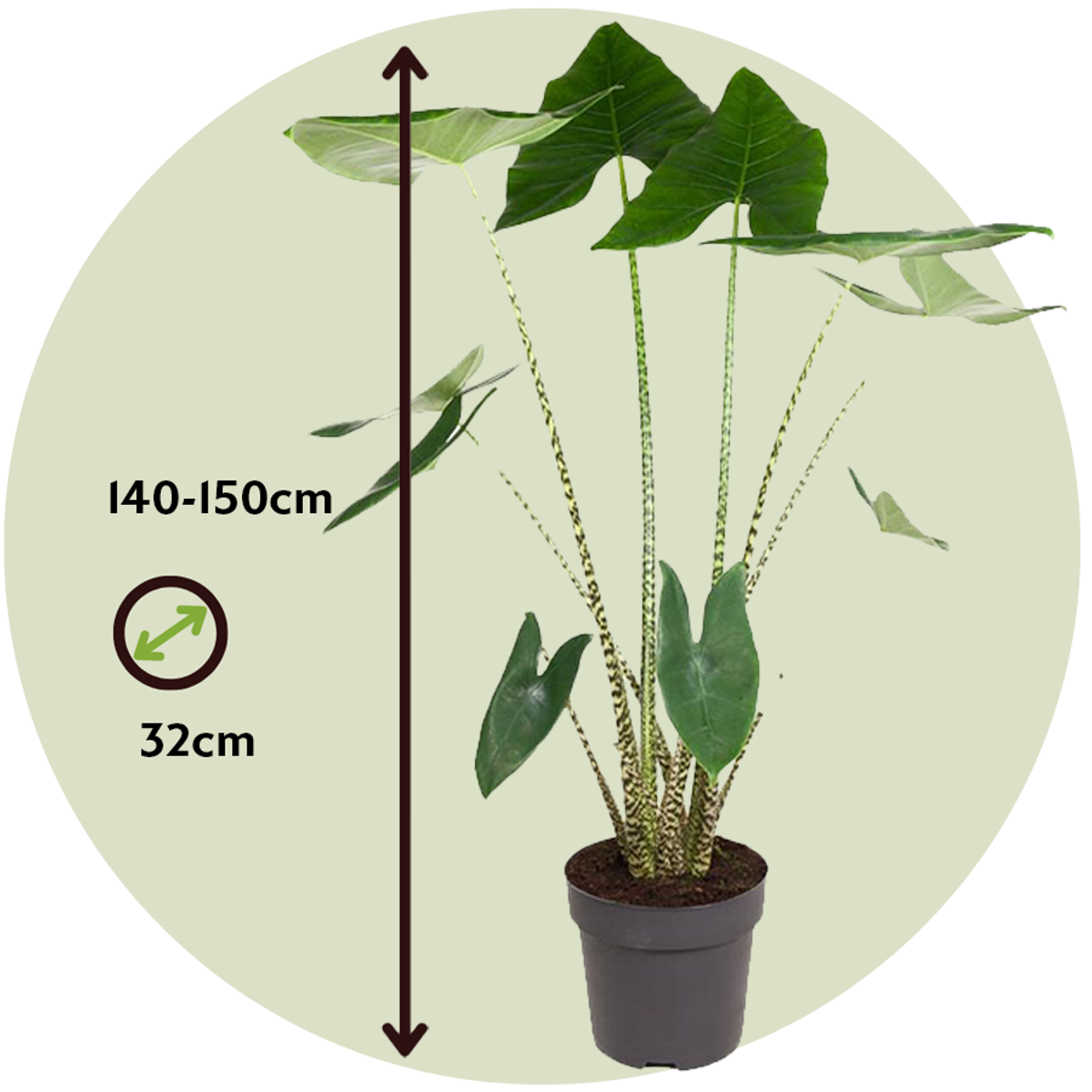 Alocasia 'Zebrina'  - Olifantsoor