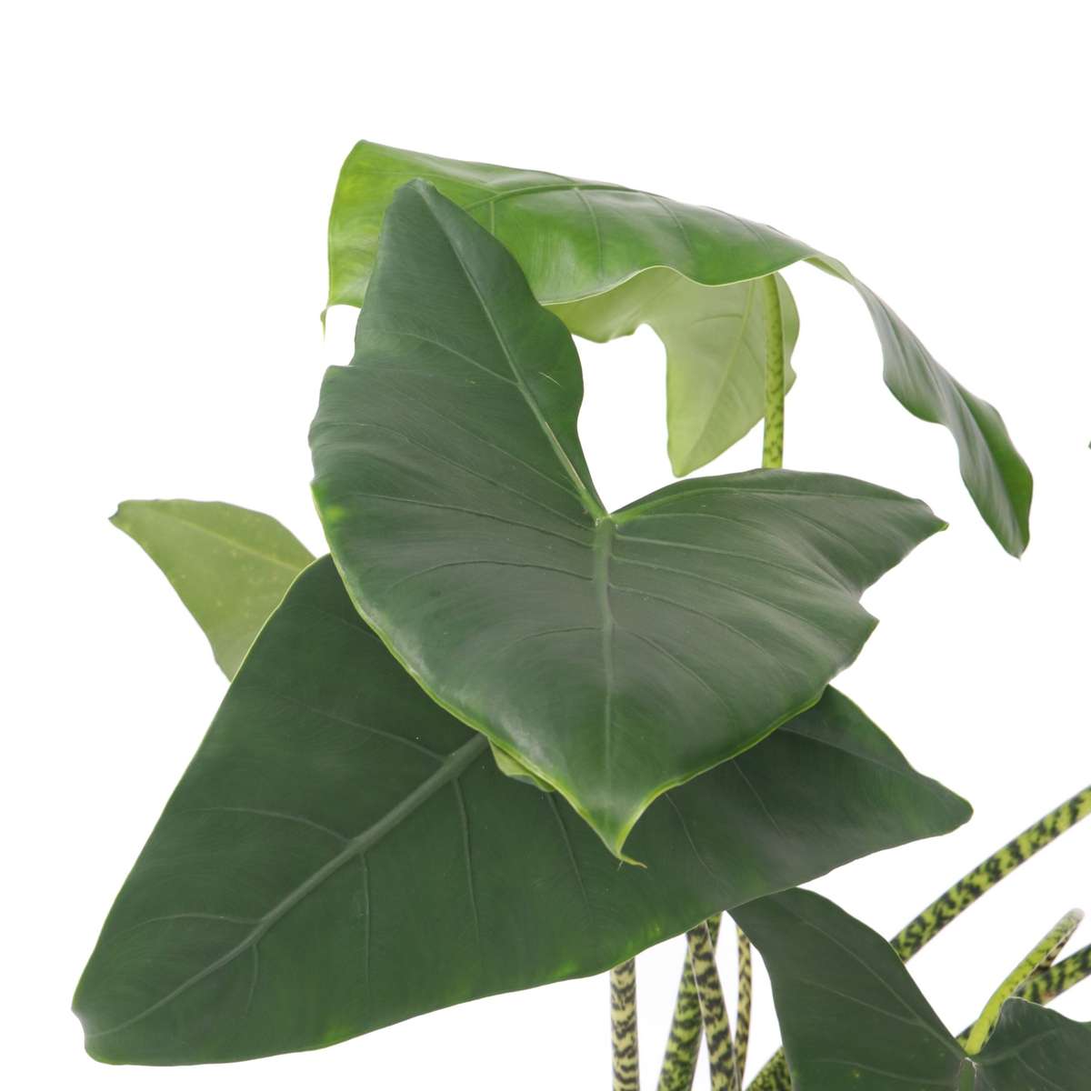 Alocasia 'Zebrina'  - Olifantsoor