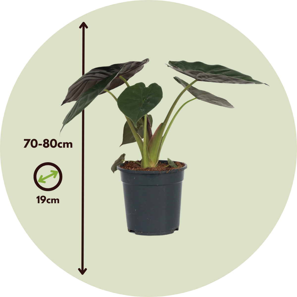 Alocasia 'Wentii' - Olifantsoor