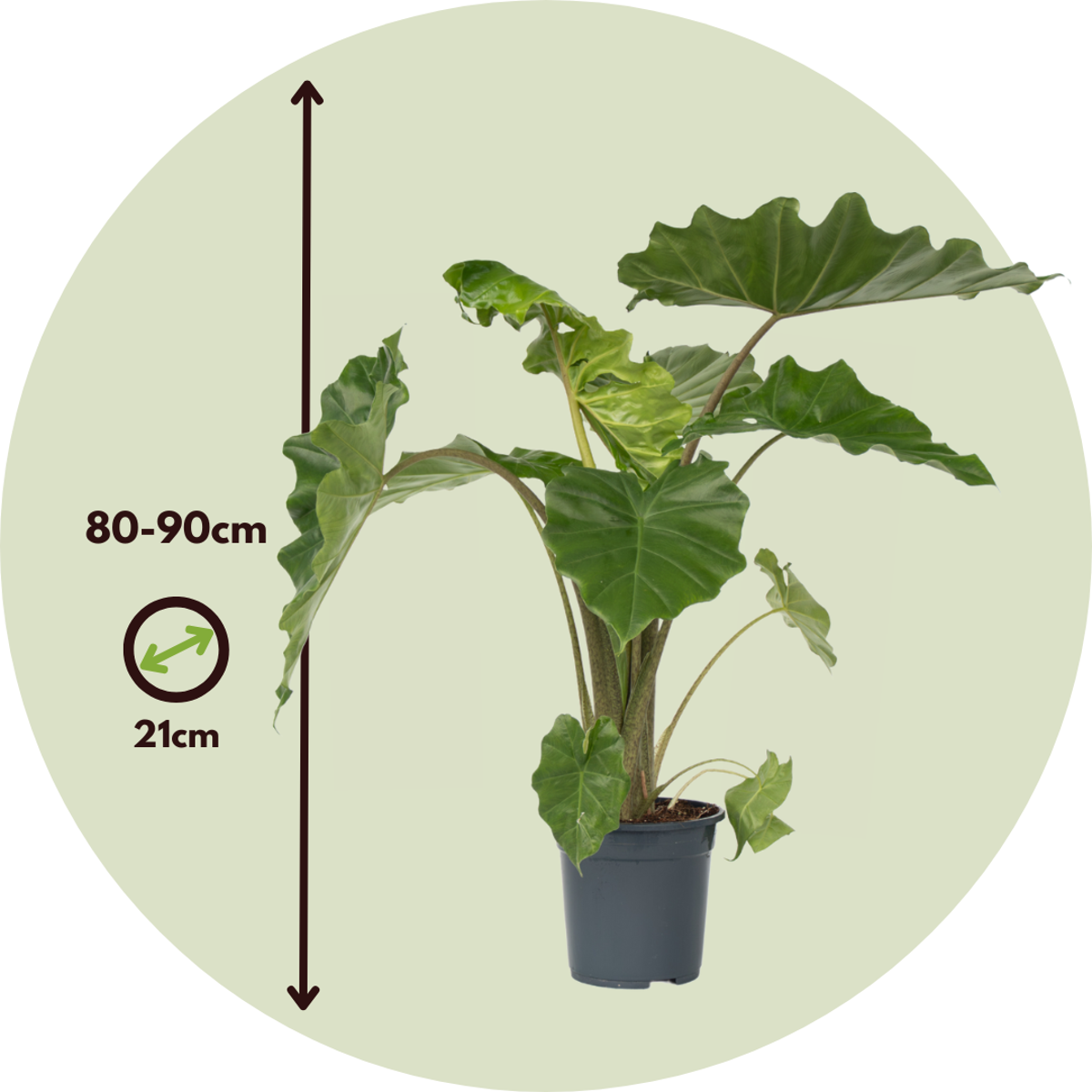 Alocasia 'Portodora' - Olifantsoor