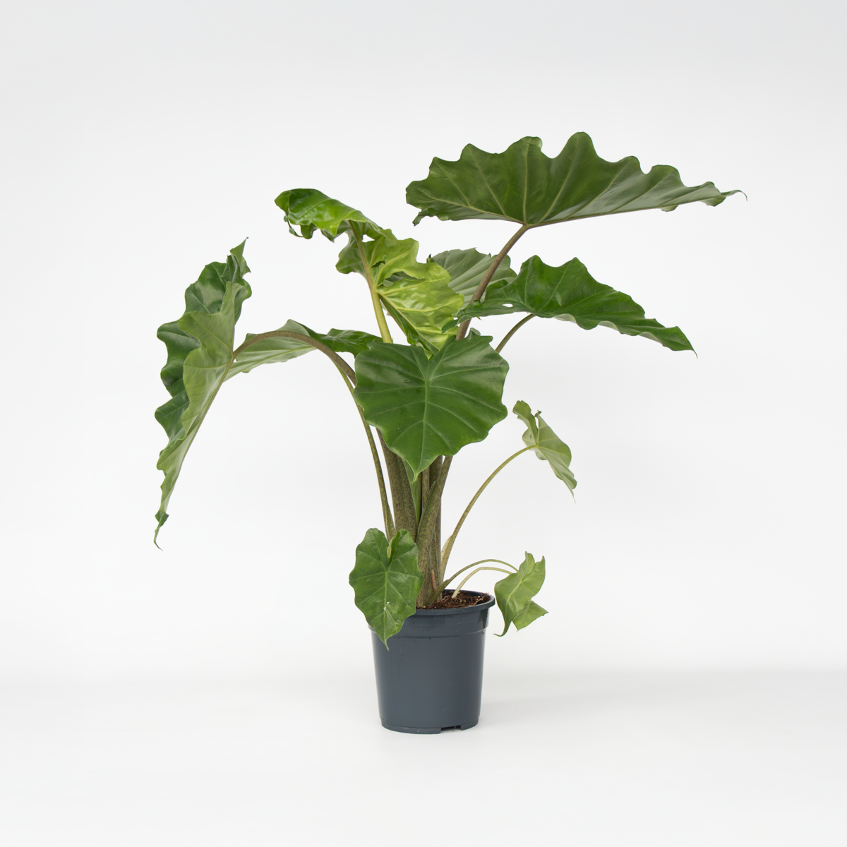 Alocasia 'Portodora' - Olifantsoor