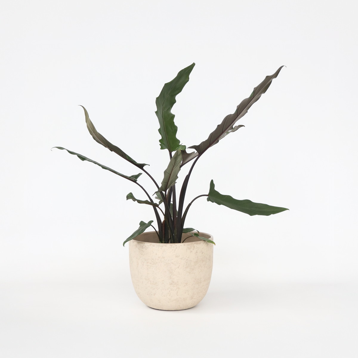 Alocasia 'Lauterbachiana' - Olifantsoor