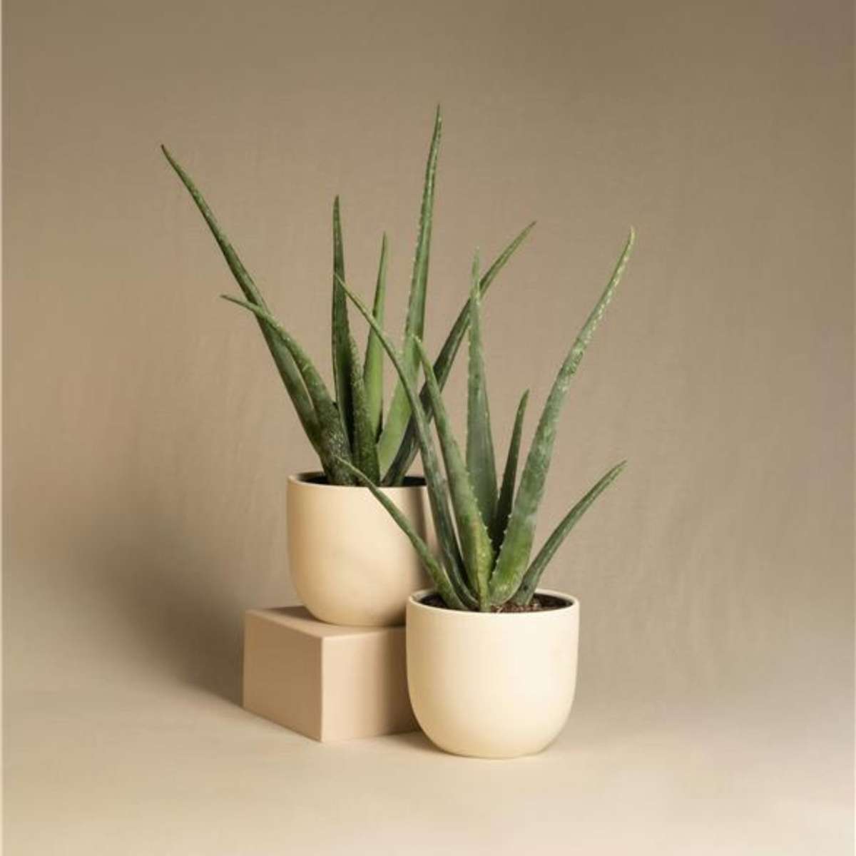 Aloe Barbadensis - Aloe Vera