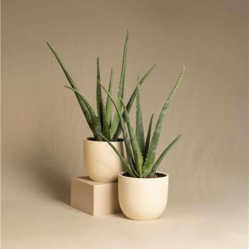 Aloe Barbadensis - Aloe Vera