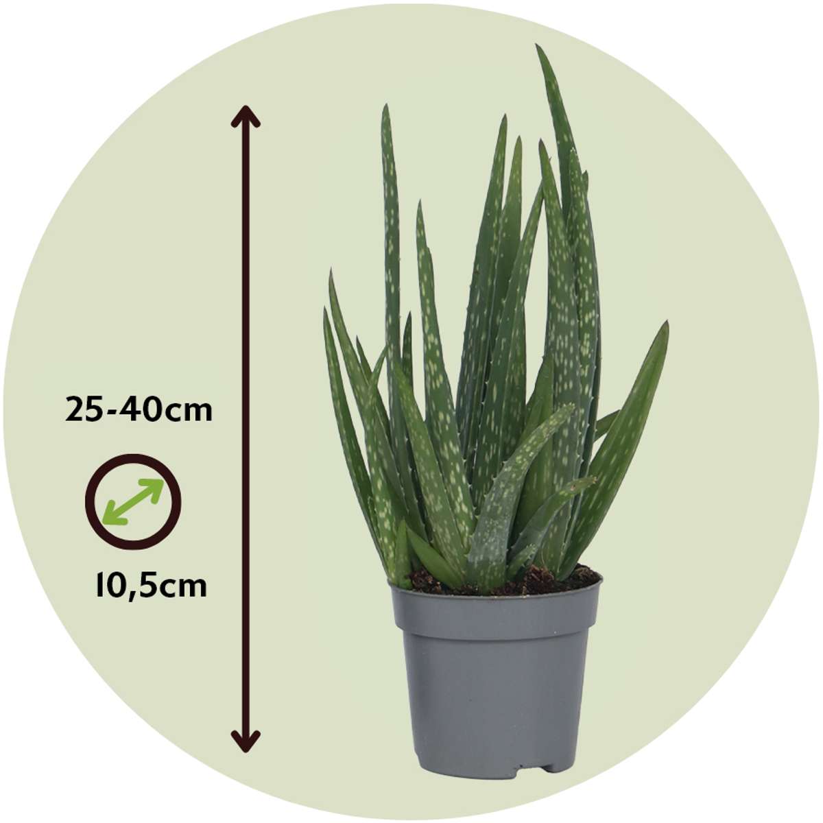 Aloe Barbadensis - Aloe Vera
