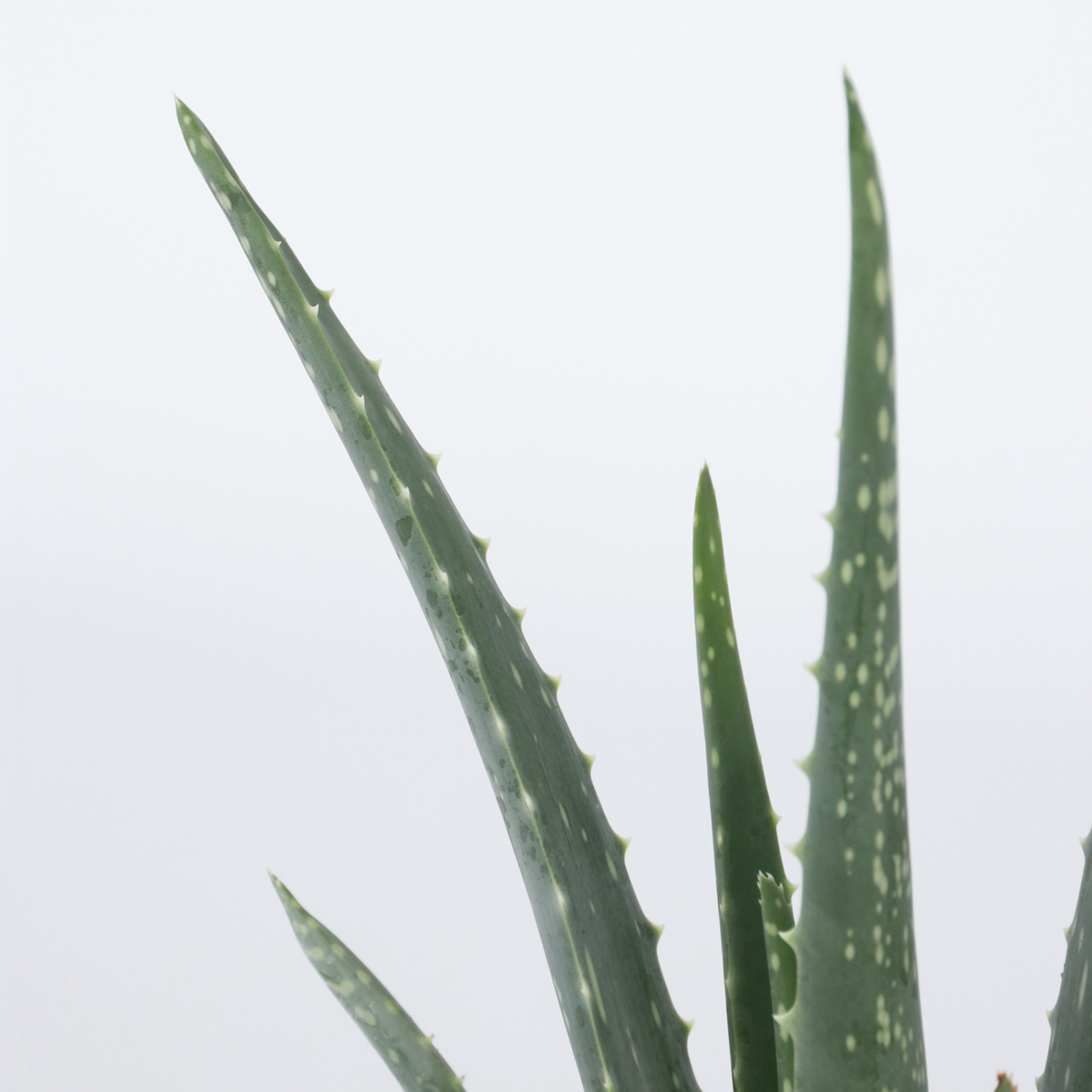 Aloe Barbadensis - Aloe Vera
